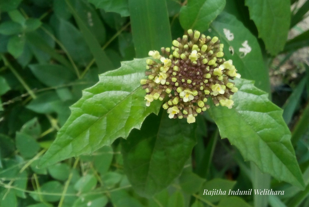 Premna procumbens Moon